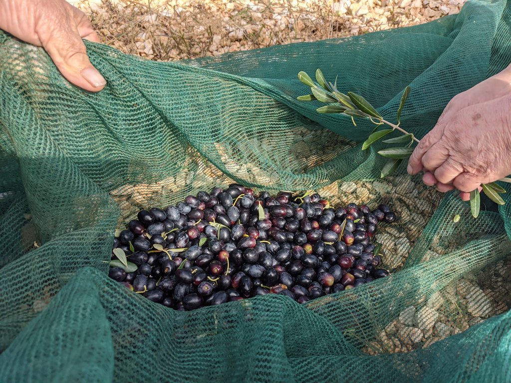 From Our Olive Groves to Your Table: The Joy and Benefits of Hand-Picking Olives for Our Customers