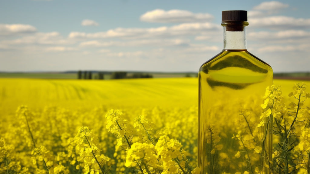 Find Out How Croatian Olive Oil Compares to Canola Oil